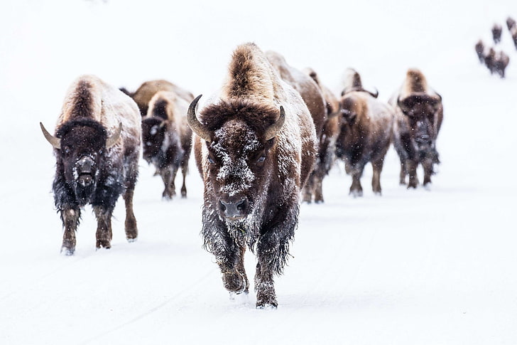 bison, buffalo, cold, frying pan spring, group, herd, landscape, nature, nps, outdoors, road, snow, survival, usa, walking, wilderness, wildlife, winter large, wyoming, yellowstone national park, HD wallpaper