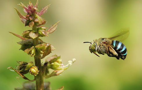 животные, растения, макро, насекомые, пчелы, HD обои HD wallpaper