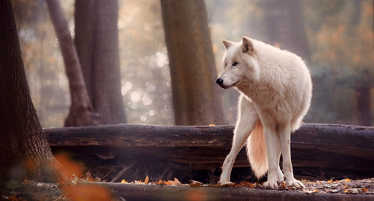 Животное, Волк, Глубина резкости, Белый волк, Дикая природа, Хищник (Животное), HD обои