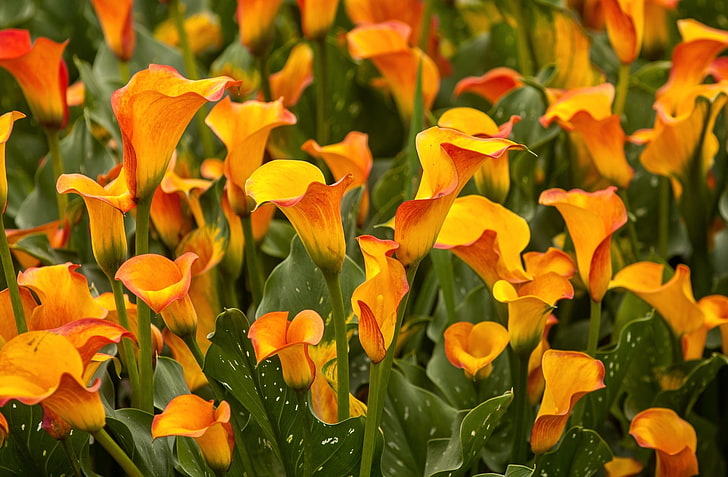 orange calla lilies, calla lilies, flowers, bright, close-up, flowerbed, HD wallpaper