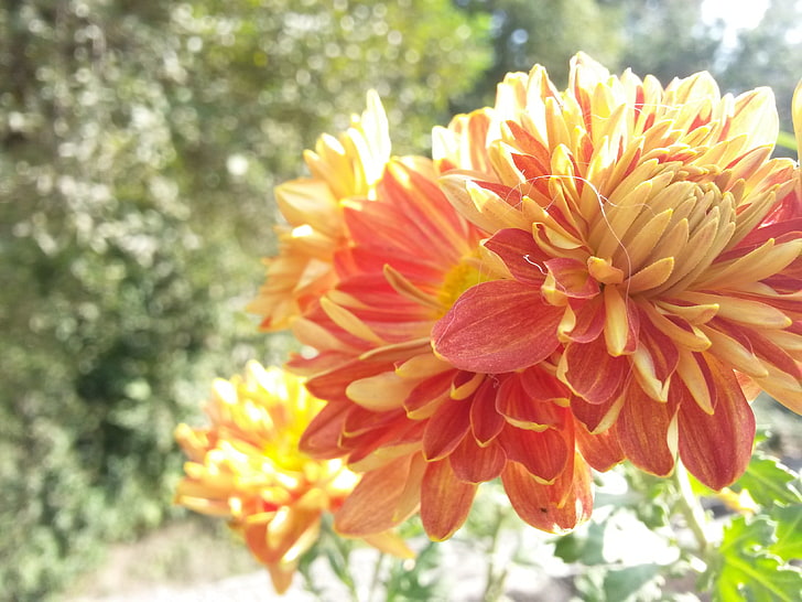 flor petaled amarilla y roja, flores, macro, Nepal, flores naranjas, Fondo de pantalla HD