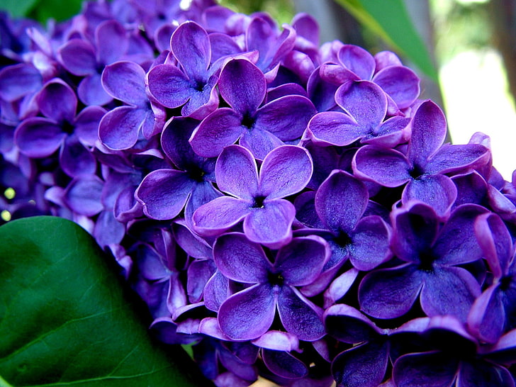 bunga ungu petaled, bunga, biru, rumput, ungu, Wallpaper HD