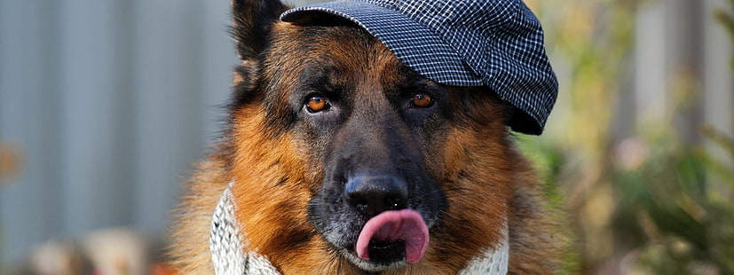 Dog, Tongues, Animals, Multiple Display, dog, tongues, animals, multiple display, HD wallpaper HD wallpaper