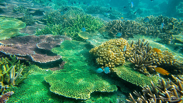 Arrecife de coral frente a la isla de Tioman, Malasia, Islas, Fondo de pantalla HD