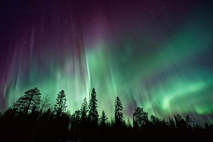 Norrsken, skog, Aurora Borealis, 4K, 8K, HD tapet