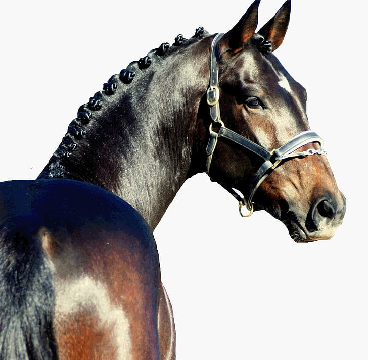 Headshot eines Warmbluts, Pferde, Warmblut, Holländer, Deutscher, Tiere, HD-Hintergrundbild