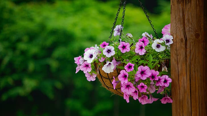 Flores colgantes HD fondos de pantalla descarga gratuita | Wallpaperbetter