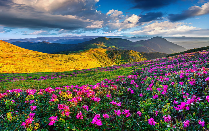 Весенний горный пейзаж Цветы Фиолетовые холмы с зеленой травой Темные облака на небе Обои для рабочего стола Фоны Hd 5200 × 3250, HD обои