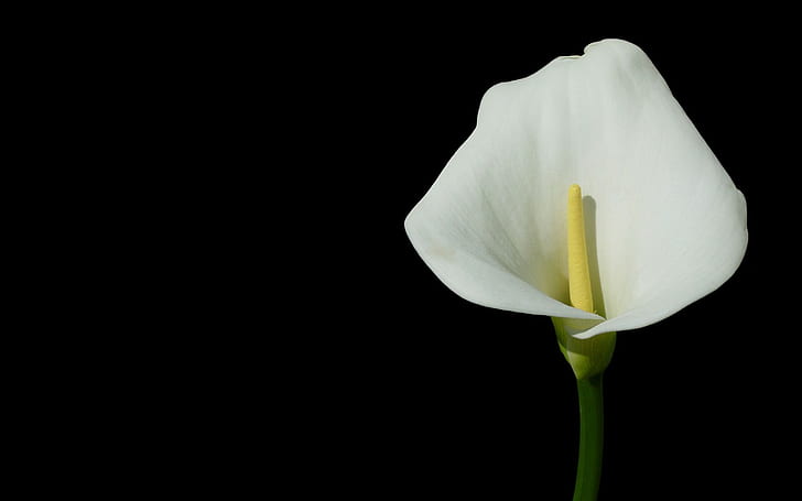 Calla, Flower, Black, White, Close-up, HD wallpaper