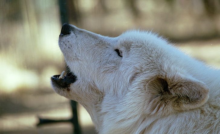 White Wolf Howling by Dave Johnson, short-coated gray dog, Animals, Wild, Wolf, Howling, Animal, dave johnson, white wolf, HD wallpaper