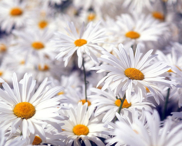 زهور بيضاء جميلة ، بيضاء ، جميلة ، زهور، خلفية HD