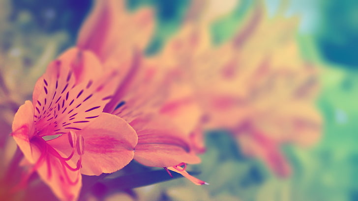 цветы с оранжевыми лепестками, оранжевые перуанские лилии, фотография с селективным фокусом, цветы, растения, макро, HD обои