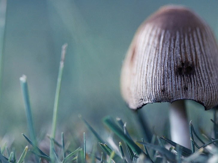beige mushroom, mushroom, toadstool, green, grass, HD wallpaper