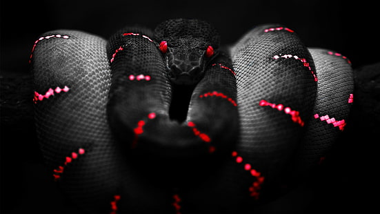 black, Boa Constrictor, red, snake, HD wallpaper HD wallpaper
