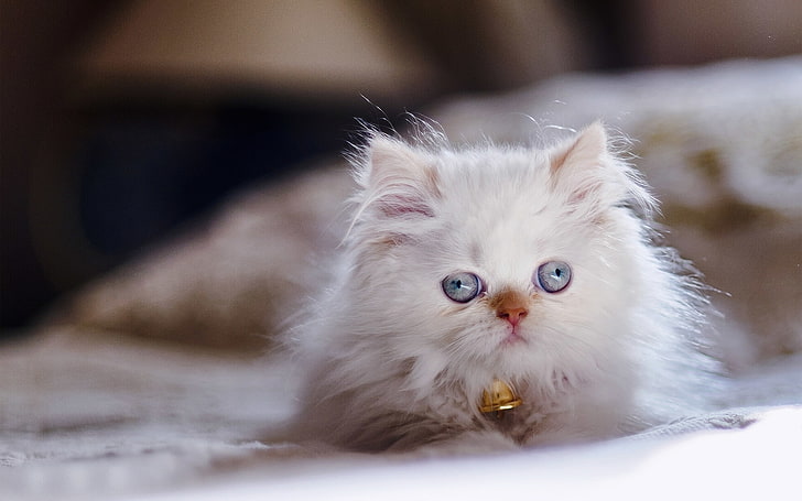 look, kitty, blue eyes, Persian color-point, Himalayan cat, HD wallpaper
