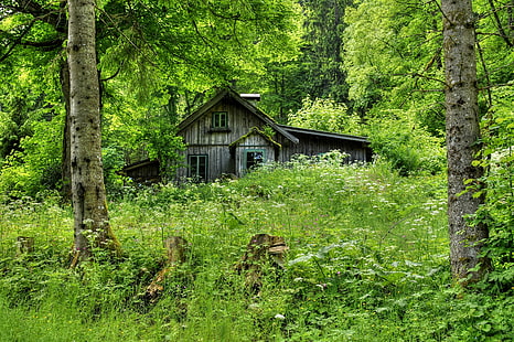 House in forest, forest, trees, grass, house, hut, old, wooden, HD wallpaper HD wallpaper