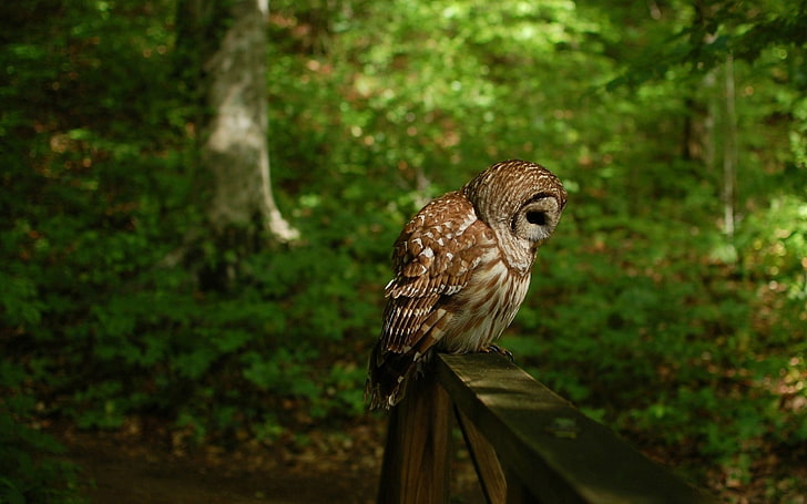 owl bird predator forest-Photo HD Wallpaper, HD wallpaper