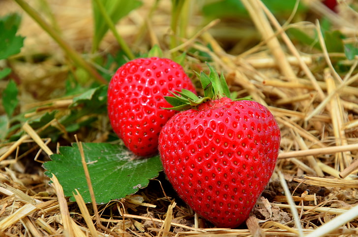 Zwei Erdbeerfrüchte, Erdbeeren, Beeren, Gras, reif, Nahaufnahme, HD-Hintergrundbild