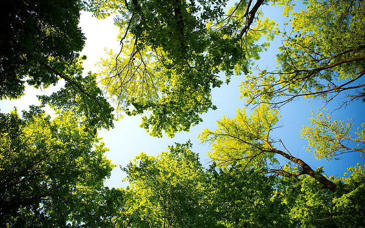 Пролетна зелена гора слънчева природа, зелено много дърво, HD тапет