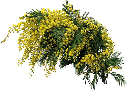 Mimose, Zweige, Frühling, HD-Hintergrundbild HD wallpaper