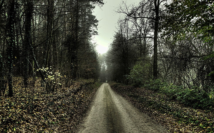 green leafed trees, path, forest, trees, leaves, dirt road, HD wallpaper