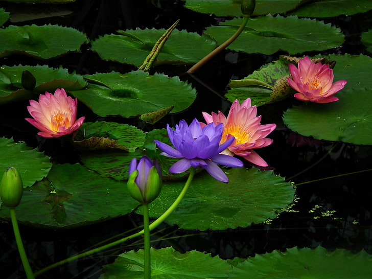 flores de loto rosa y azul, lirio, agua, hojas, Fondo de pantalla HD
