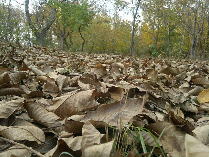 foglie secche, natura, foglie, caduta, Sfondo HD