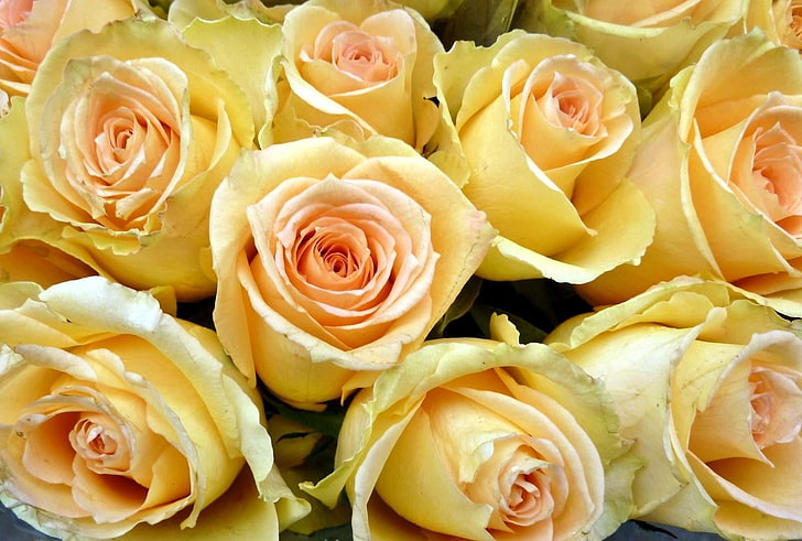 bunga mawar kuning, mawar, kuncup, kuning, banyak, Wallpaper HD