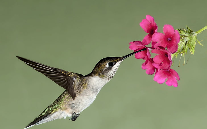 flight, flower, flowers, hummingbird, nectar, HD wallpaper