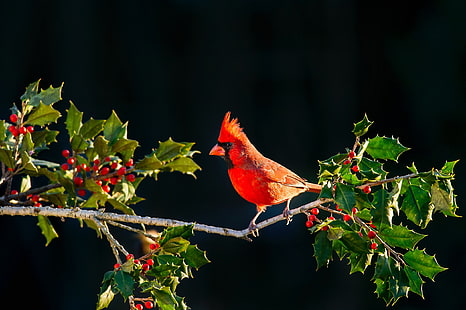 nature, animals, berries, birds, Cardinals, HD wallpaper HD wallpaper
