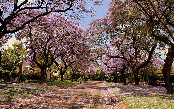 桜の花、公園、木、花、自然、春、美しい、 HDデスクトップの壁紙