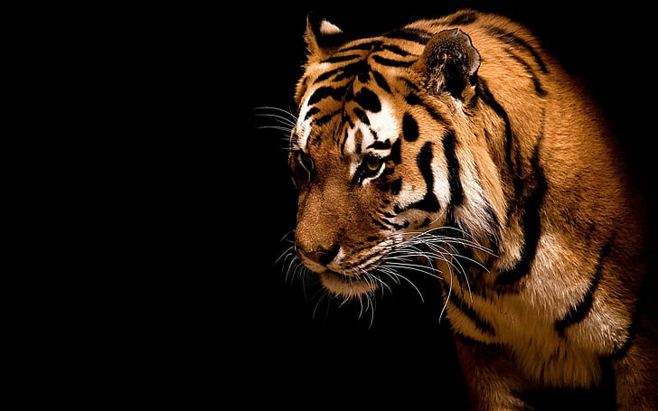 Tigere, tigre del Bengala, tigre, tigere, animali, Sfondo HD