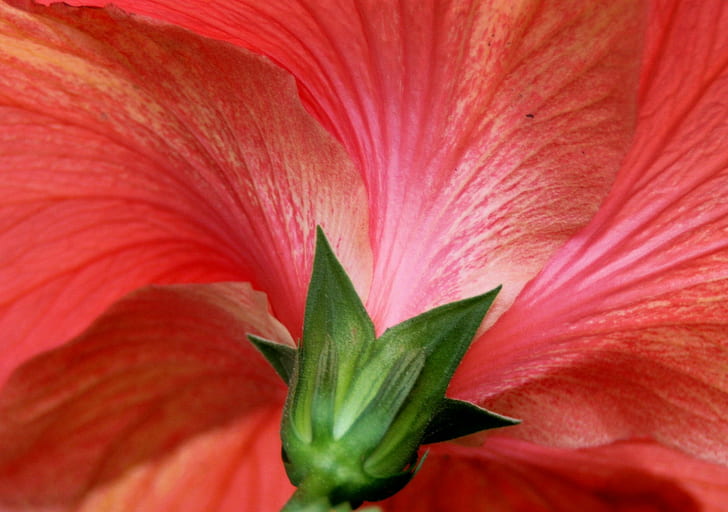 fechar foto de flor de pétalas vermelha, fechar-se, foto, vermelho, flor, NGC, engrenagem, eu, natureza, planta, pétala, flor Cabeça, única flor, macro, HD papel de parede