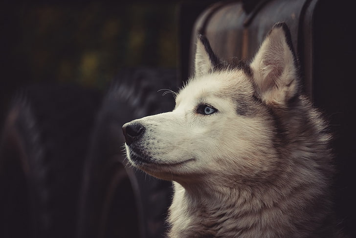 灰色と白のオオカミ、シベリアンハスキー、犬、タイヤ、 HDデスクトップの壁紙