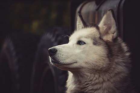 gray and white wolf, Siberian Husky , dog, tires, HD wallpaper HD wallpaper