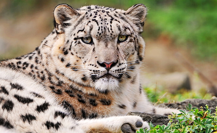 White Snow Leopard, brown and black leopard, Animals, Wild, White, Leopard, Snow, HD wallpaper