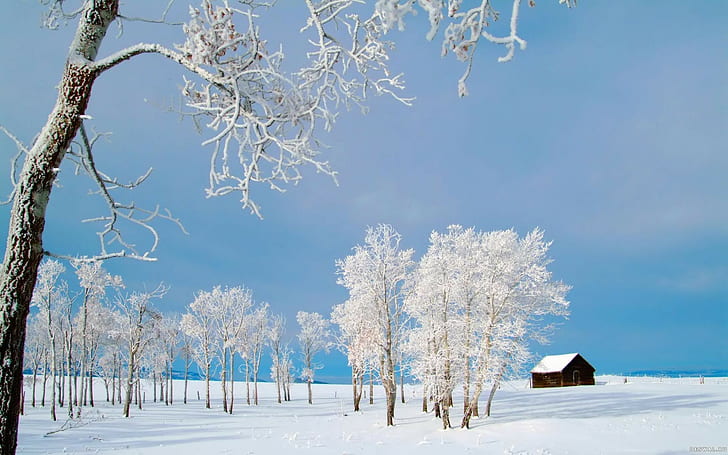 nature, 1920x1200, house, snow, Winter, tree, hd nature, HD wallpaper