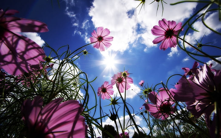 plante à fleurs pétale rose, fleurs, ciel, soleil, herbe, poutres, jour, été, Fond d'écran HD