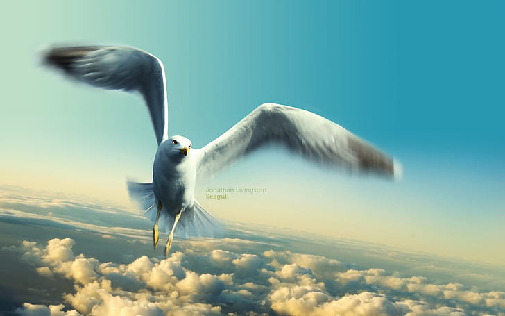 Jonathan Livingston Seagull, seagull, jonathan, livingston, HD wallpaper