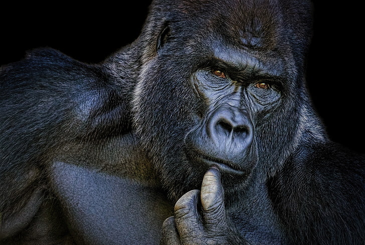 ritratto, gorilla, meditabondo, Sfondo HD
