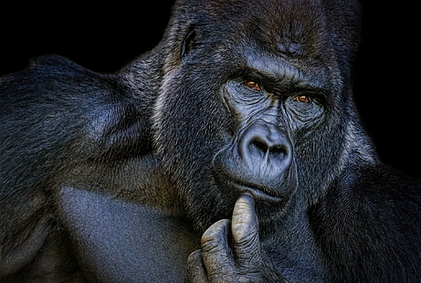 porträtt, gorilla, grublande, HD tapet HD wallpaper
