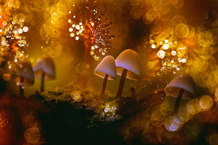 photographie de champignon, champignon, macro, bokeh, Fond d'écran HD