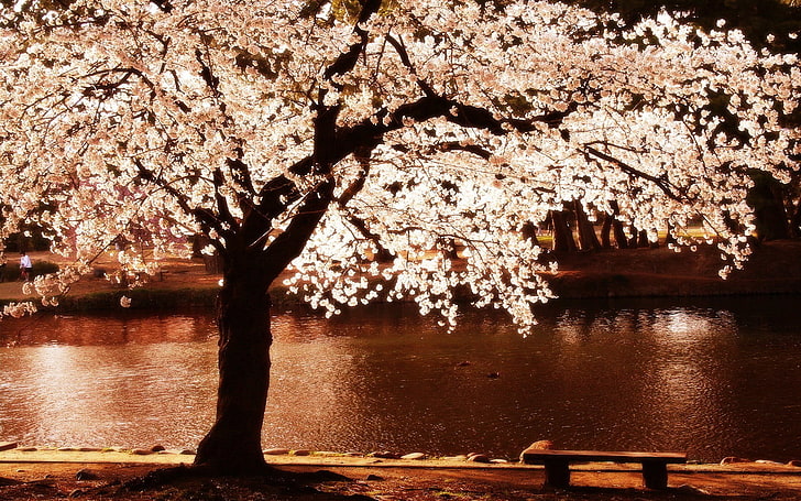 almond cherry blossom, flowers, tree, HD wallpaper