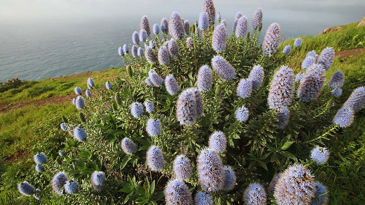 Blooming Pride Of Madeira Isl Portugal, island, flower, coast, nature and landscapes, HD wallpaper