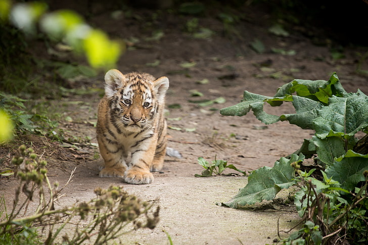 Cucciolo di tigre del Bengala, gatto, tigre, cucciolo, gattino, Amur, bardana, Sfondo HD