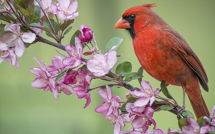 Pássaro cardeal vermelho, macieira, flores desabrocham, primavera, vermelho, cardeal, pássaro, maçã, árvore, flores, flor, primavera, HD papel de parede