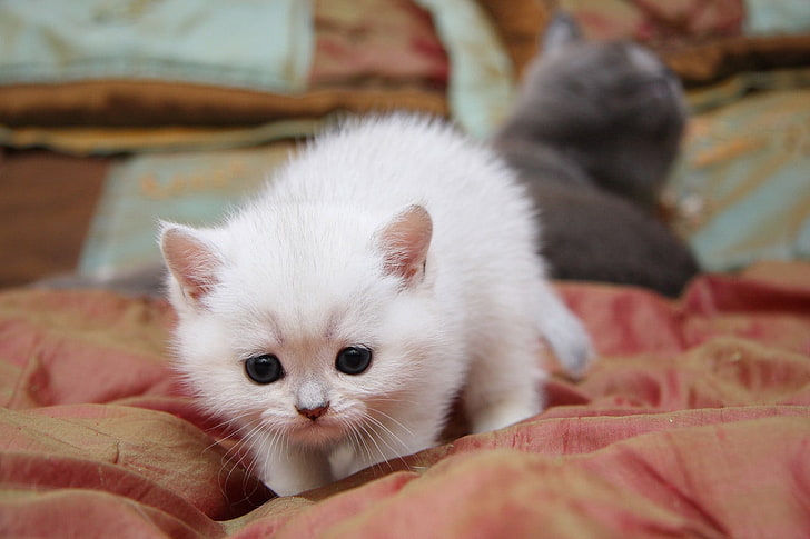gattino persiano bianco, gattino, leggero, colorato, giocoso, Sfondo HD