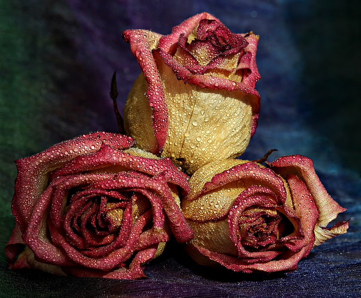 three beige-and-pink roses, roses, drops, petals, spotted, HD wallpaper