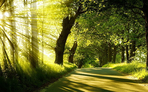 غابة الصيف أشعة الشمس والغابات والطبيعة والصيف وأشعة الشمس، خلفية HD HD wallpaper