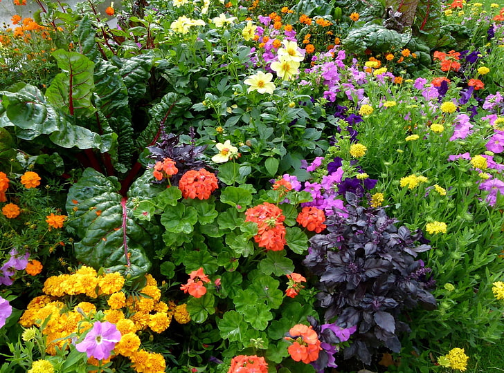 assorted-color flowers, color, different, many, flowerbed, green, HD wallpaper